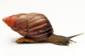 Lignus intertictus Liberia adult